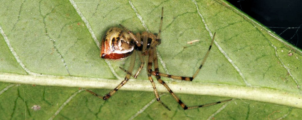 Theridion pyramidale