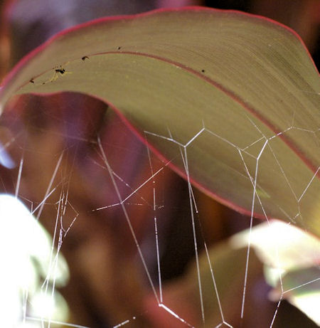 Theridula ZZ381