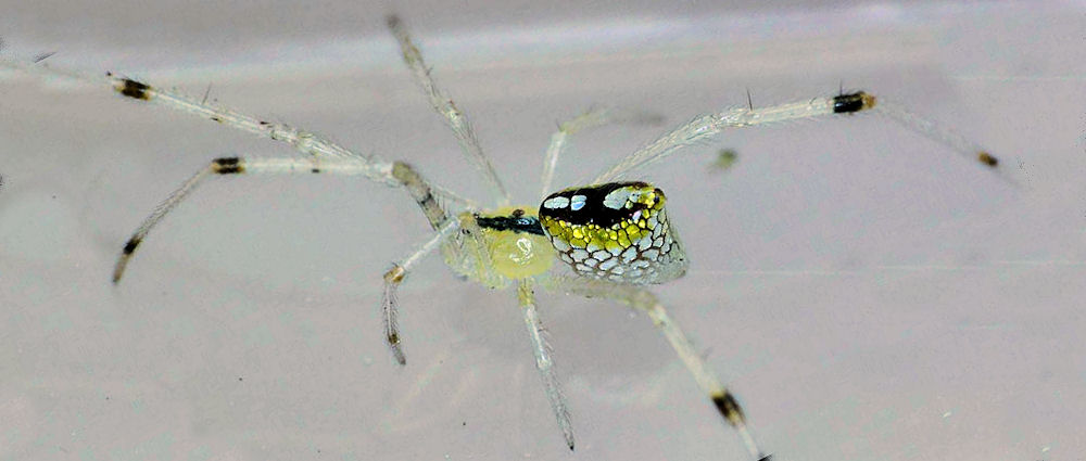 Thwaitesia argentiopunctata