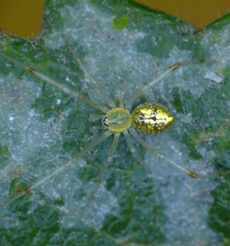 Thwaitesia argentiopunctata