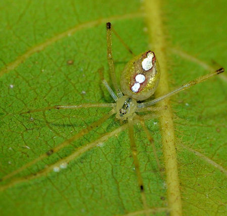 Thwaitesia argentiopunctata