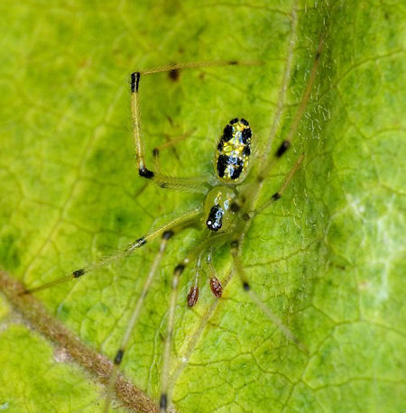 Thwaitesia nigronodosa