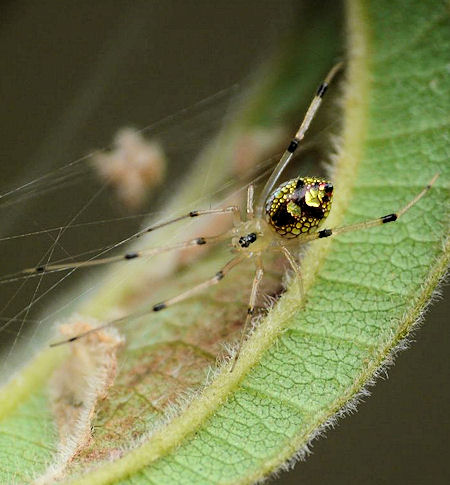 Thwaitesia nigronodosa