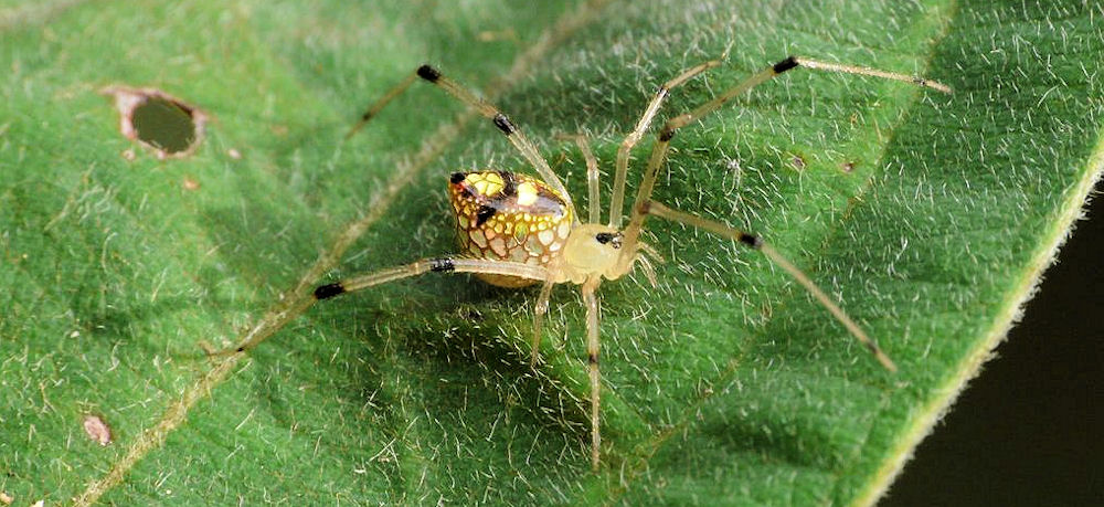 Thwaitesia nigronodosa