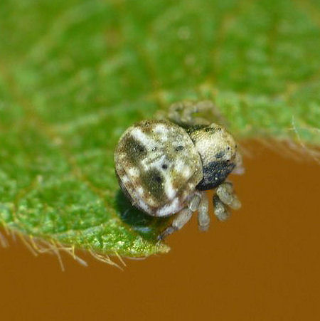 Bomis larvata