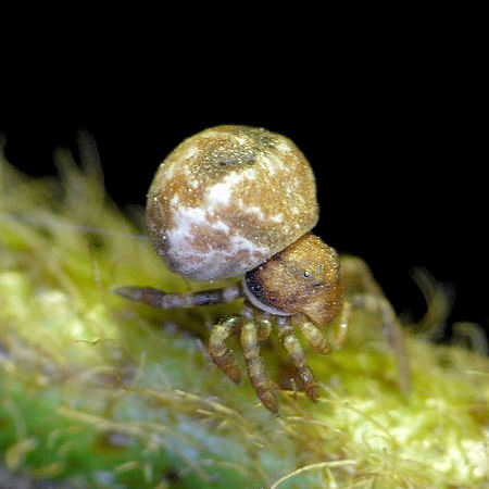 Bomis larvata