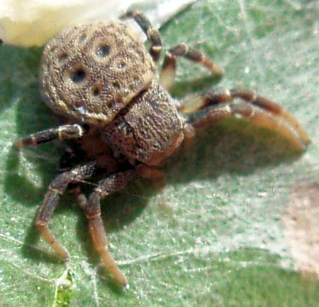 Cymbacha ocellata 