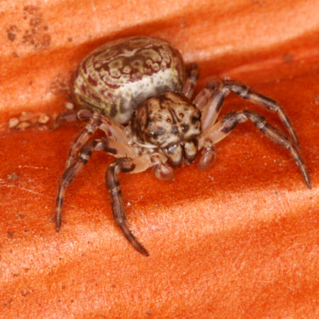 Cymbacha saucia