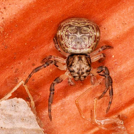 Cymbacha saucia