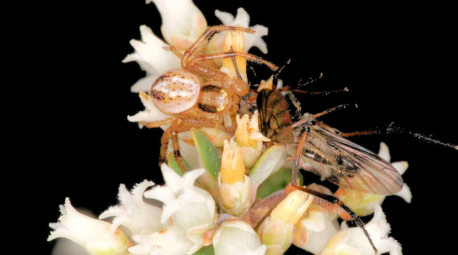 Diaea cruentata