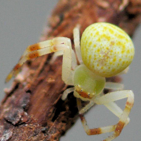 Diaea dimidiata