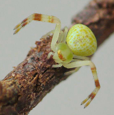 Diaea dimidiata