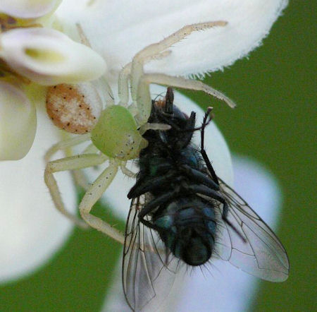 Diaea evanida 