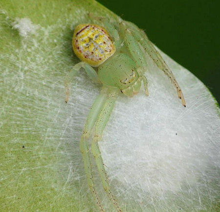 Diaea evanida 