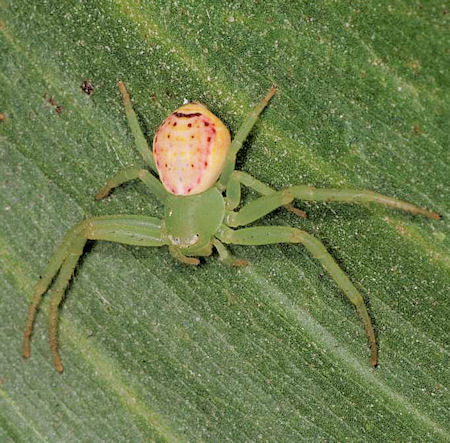 Diaea evanida 