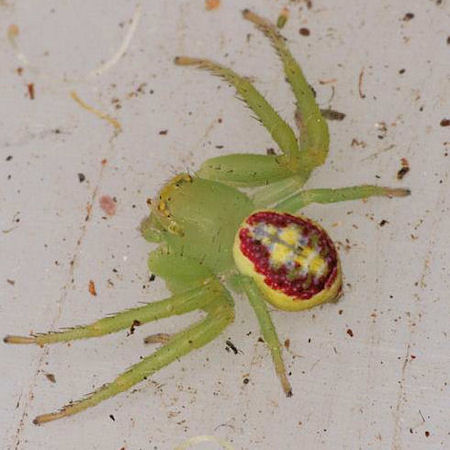Diaea evanida 