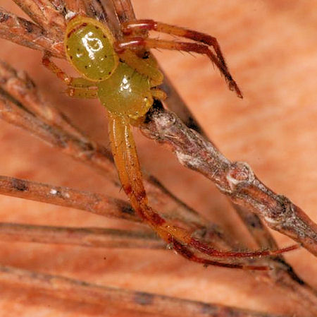 Diaea evanida 