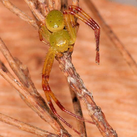 Diaea evanida 