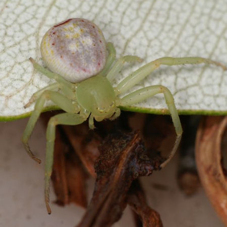 Diaea evanida 