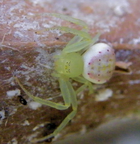 Diaea evanida 