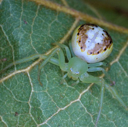 Diaea prasina