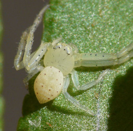 Diaea punctata
