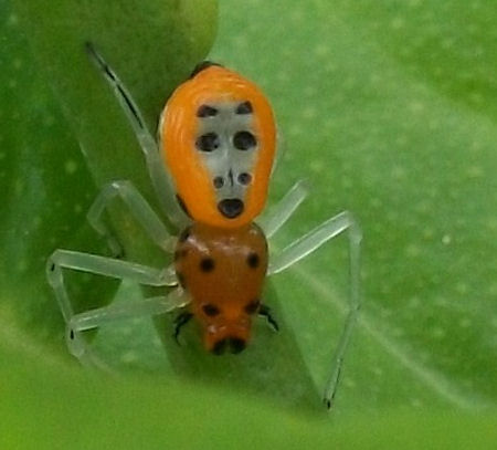 Poecilothomisus speciosus
