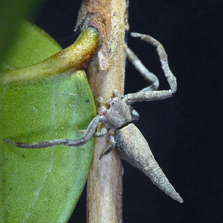 Sidymella ZZ477