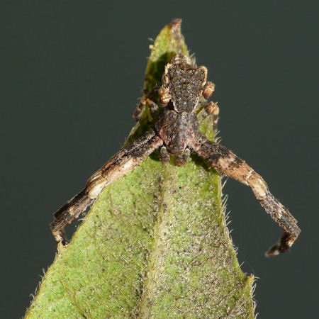 Sidymella ZZ546
