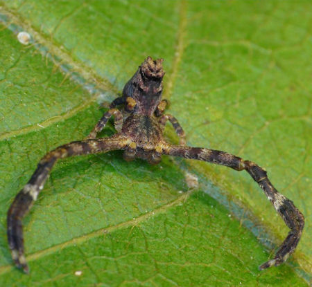 Sidymella ZZ586