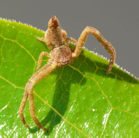 Sidymella ZZ591