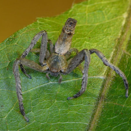 Sidymella ZZ592