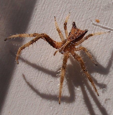 Sidymella hirsuta