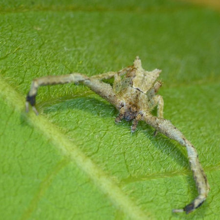 Sidymella lobata
