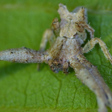 Sidymella lobata