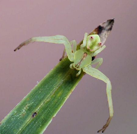 Sidymella rubrosignata