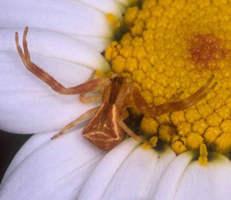 Sidymella trapezia