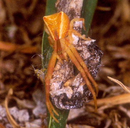 Sidymella trapezia