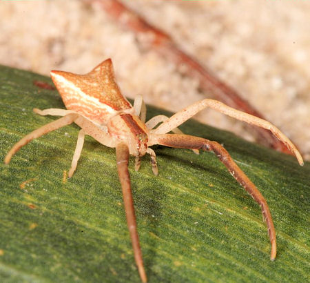 Sidymella trapezia
