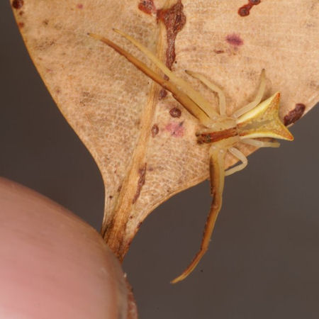 Sidymella trapezia
