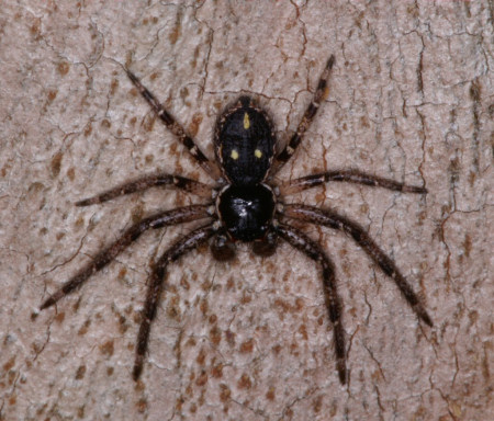Tharpyna campestrata