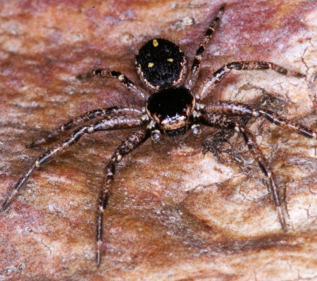 Tharpyna campestrata