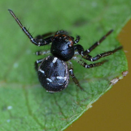 Tharpyna diademata