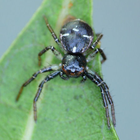 Tharpyna diademata