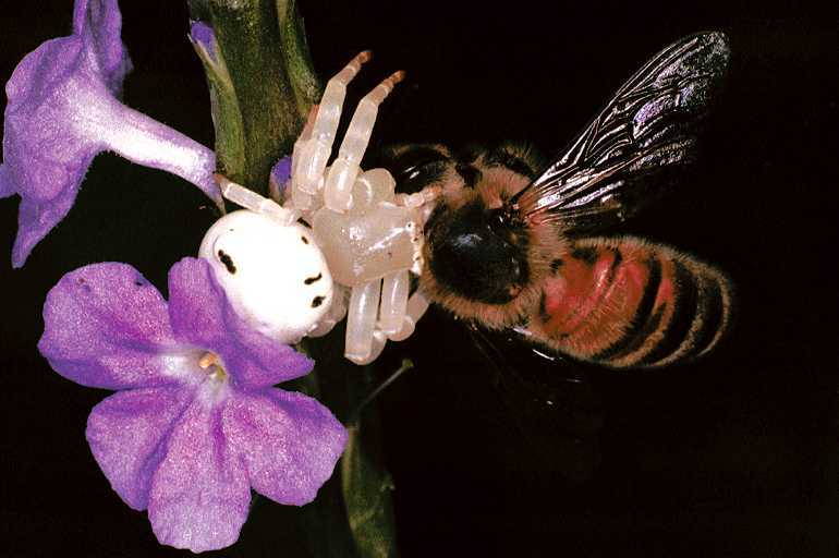 Thomisus_spectabilis_F0692