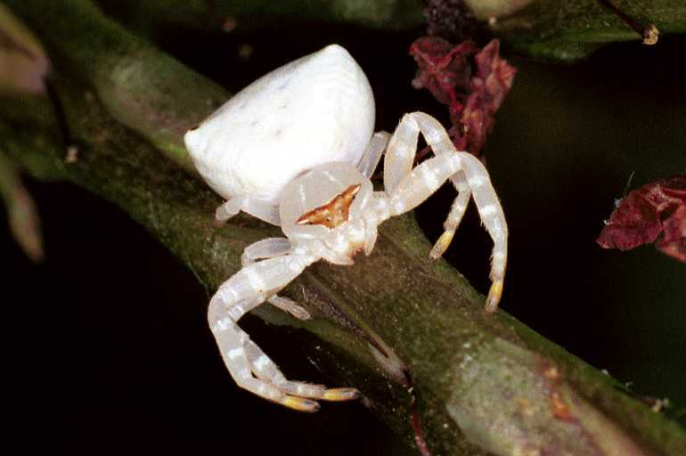 Thomisus_spectabilis_F0720