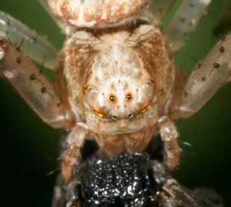 Tmarus cinerascens