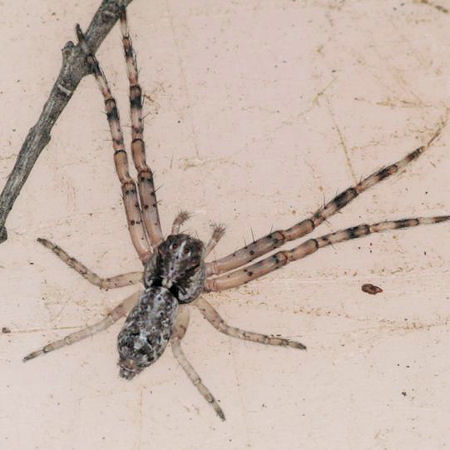 Tmarus ZZ615