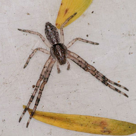Tmarus ZZ615