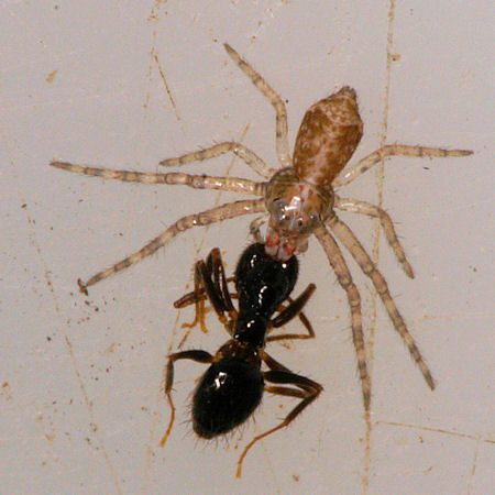 Tmarus ZZ622